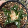 RareSucculent cactus plant Ariocarpus bravoanus seedgrowth Garden Décor Boutique