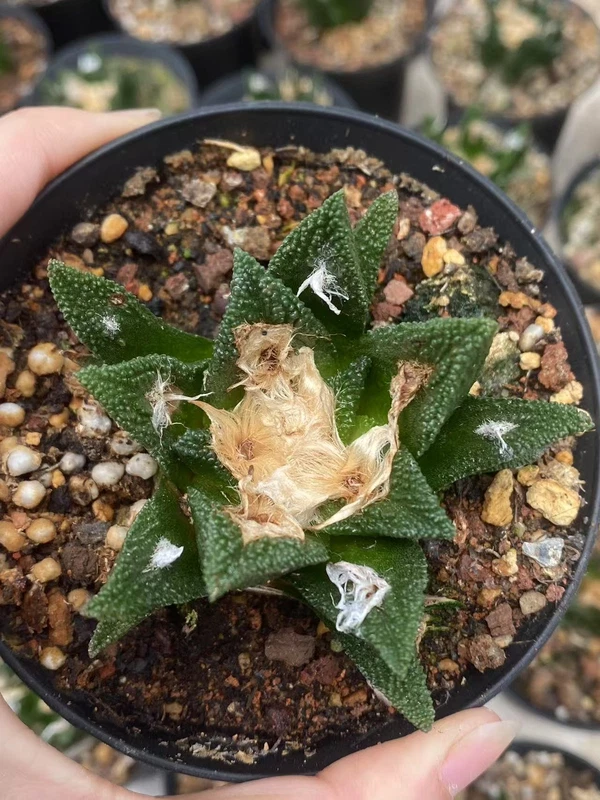 RareSucculent cactus plant Ariocarpus bravoanus seedgrowth Garden Décor Boutique