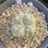 Pseudolithos migiurtinus Succulent plant Garden flowering Plants WYSIWYG 915-1