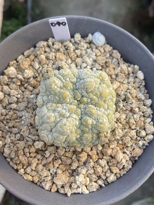 Pseudolithos migiurtinus Succulent plant Garden flowering Plants WYSIWYG 915-1