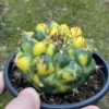 Rarecactus Succulent variegated plant Gymnocalycium saglionis Plants