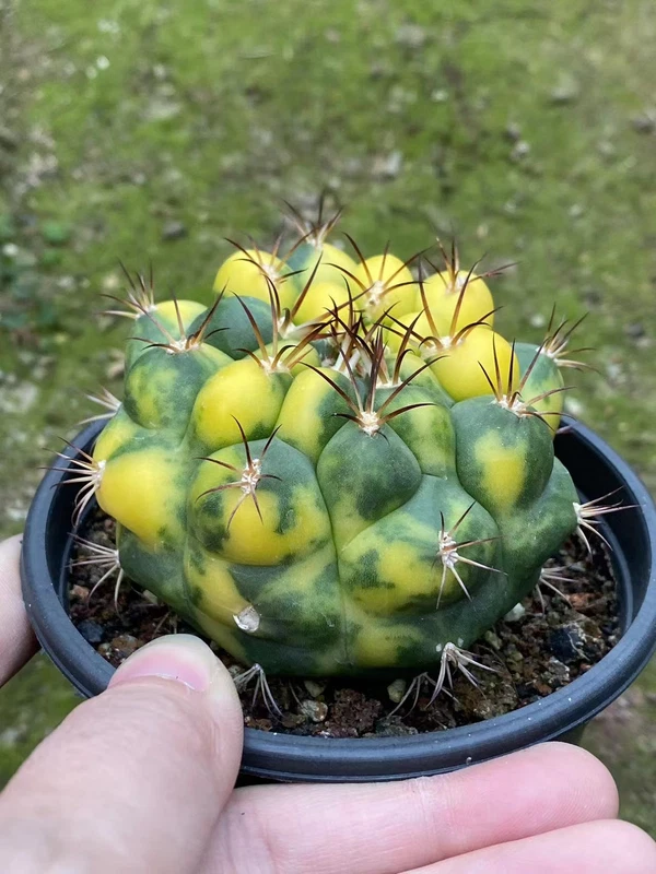 Rarecactus Succulent variegated plant Gymnocalycium saglionis Plants
