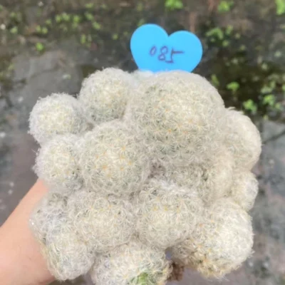 Multi Heads RareSucculent Plant Mammillaria plumosa seedgrowth WYSIWYG