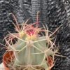 Ferocactus gracilis coloratus Red Barrel Cactus RareCactus Plant