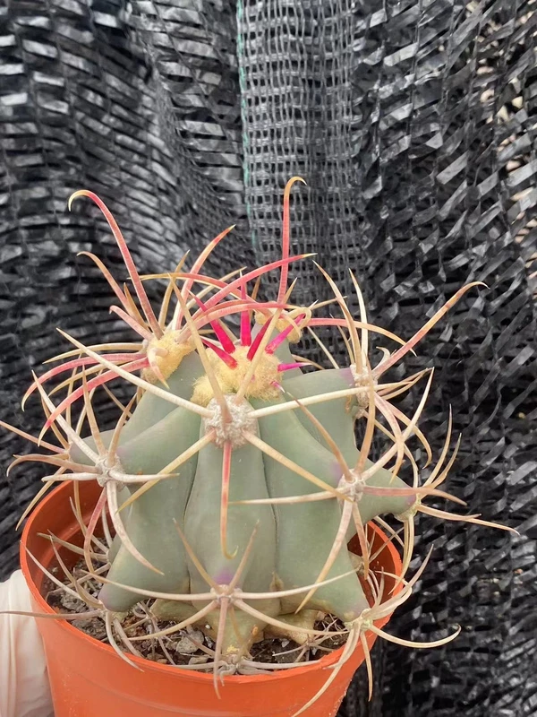 Ferocactus gracilis coloratus Red Barrel Cactus RareCactus Plant