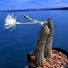 5PCS Echinopsis mirabili cactus Succulent Home Bonsai Decor plants high 6-8cm