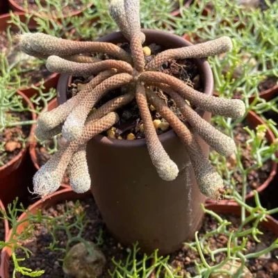 Multi Heads Turbinicarpus pseudomacrochele subs. Krainzianus cv. lilliput