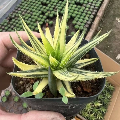 2PCS Haworthia Attenuata var. Radula Variegata Garden Décor Boutique