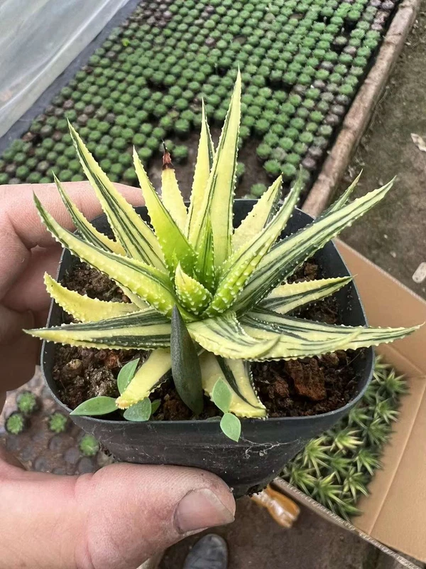 2PCS Haworthia Attenuata var. Radula Variegata Garden Décor Boutique
