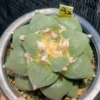 11CM Ariocarpus Retusus cactus Succulent Plant Ariocarpus seedgrowth WYSIWYG A2