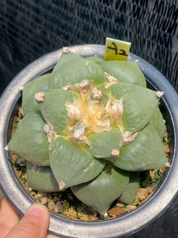 11CM Ariocarpus Retusus cactus Succulent Plant Ariocarpus seedgrowth WYSIWYG A2