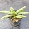 RareSucculent Plant White Dracaena angolensis 'Boncel' Boutique 12-17CM