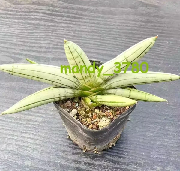 RareSucculent Plant White Dracaena angolensis 'Boncel' Boutique 12-17CM