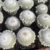 3PCS Epithelantha unguispina cactus Succulent plants Home Garden Bonsai 4cm