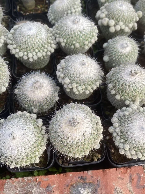 3PCS Epithelantha unguispina cactus Succulent plants Home Garden Bonsai 4cm