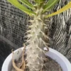 RareSucculent Pachypodium ambongense seedgrowth Caudex Feature WYSIWYG 11