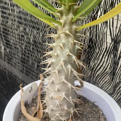 RareSucculent Pachypodium ambongense seedgrowth Caudex Feature WYSIWYG 11
