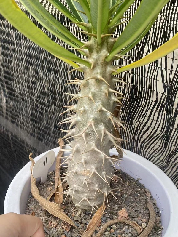 RareSucculent Pachypodium ambongense seedgrowth Caudex Feature WYSIWYG 11