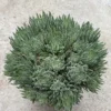 3PCS Haworthia Herbacea Bosfontein Plant single head 4-5CM