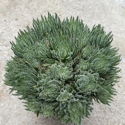 3PCS Haworthia Herbacea Bosfontein Plant single head 4-5CM