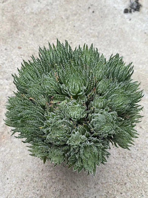 3PCS Haworthia Herbacea Bosfontein Plant single head 4-5CM