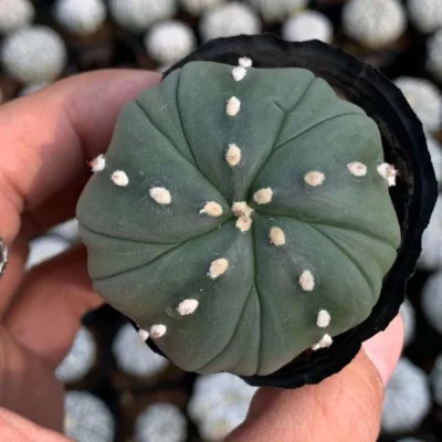 cactus Succulent plants Astrophytum asterias Home Bonsai Decor plants 3-4cm