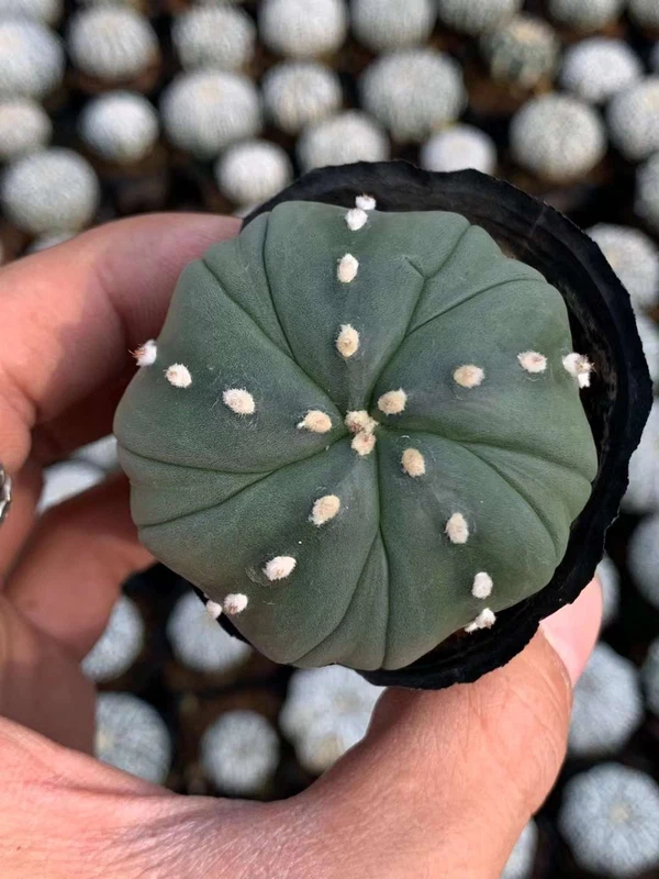 cactus Succulent plants Astrophytum asterias Home Bonsai Decor plants 3-4cm