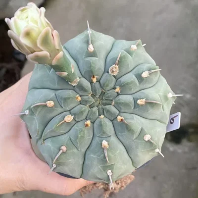 RareSucculent Plant Gymnocalycium vatteri WYSIWYG Garden ownroot 6#