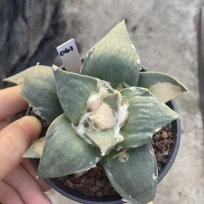 Ariocarpus Retusus cactus Succulent Plant Ariocarpus seedgrowth WYSIWYG 061