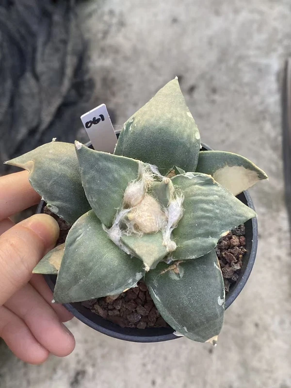 Ariocarpus Retusus cactus Succulent Plant Ariocarpus seedgrowth WYSIWYG 061