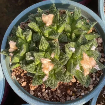 multi-head Ariocarpus hintonii Raresucculent plant grafting (with base) WYSIWYG