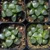 2PCS RareSucculents Haworthia Comptoniana x Correcta cv. Tsukikage 6-7CM