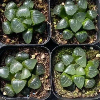 2PCS RareSucculents Haworthia Comptoniana x Correcta cv. Tsukikage 6-7CM