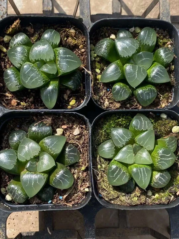 2PCS RareSucculents Haworthia Comptoniana x Correcta cv. Tsukikage 6-7CM