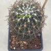 RareSucculent Plant Echinomastus seeding WYSIWYG