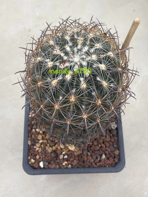 RareSucculent Plant Echinomastus seeding WYSIWYG