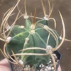 Astrophytum Capricorne Buffalo Suigyu variegated succulent seedgrowth WYSIWYG 3