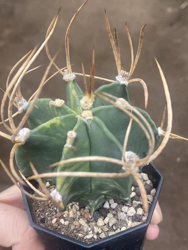 Astrophytum Capricorne Buffalo Suigyu variegated succulent seedgrowth WYSIWYG 3