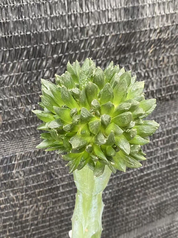 Ariocarpus 'Godzilla' Multi Heads RareSucculents Garden Décor Boutique WYSIWYG98