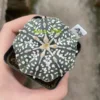 Succulent Plant Astrophytum asterias Seedgrown WYSIWYG Unique #A28
