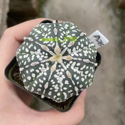 Succulent Plant Astrophytum asterias Seedgrown WYSIWYG Unique #A28