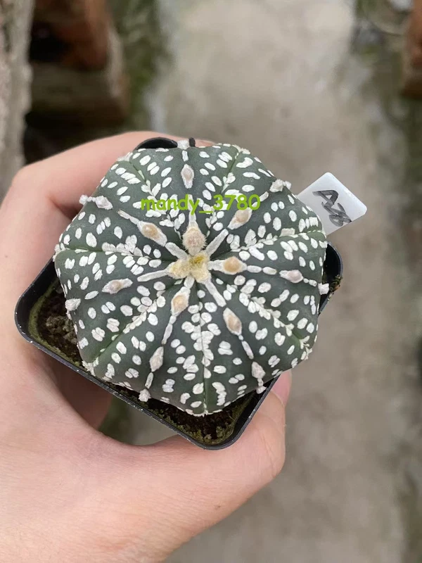 Succulent Plant Astrophytum asterias Seedgrown WYSIWYG Unique #A28