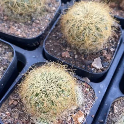 3PCS golden Sulcorebutia gerosenilis cactus plants Home Bonsai Decor 2cm