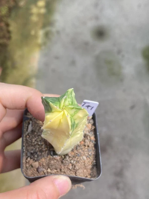 Astrophytum myriostygma variegated Seedgrown WYSIWYG Garden Décor 41#