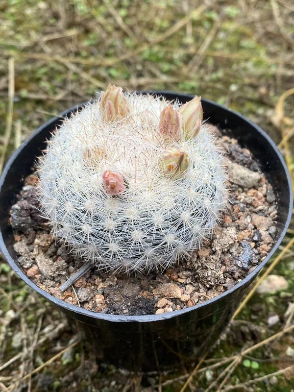 3PCS Mammillaria candida Cactus Snowball Cushion Plant ownroot