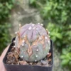 RareSucculent cactus plant Astrophytum asterias seedgrowth WYSIWYG