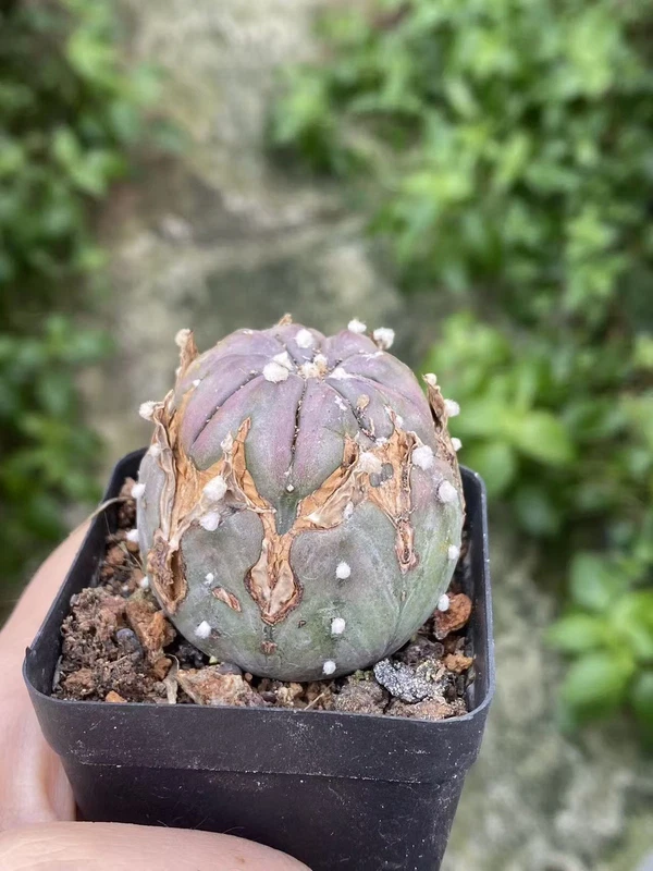 RareSucculent cactus plant Astrophytum asterias seedgrowth WYSIWYG