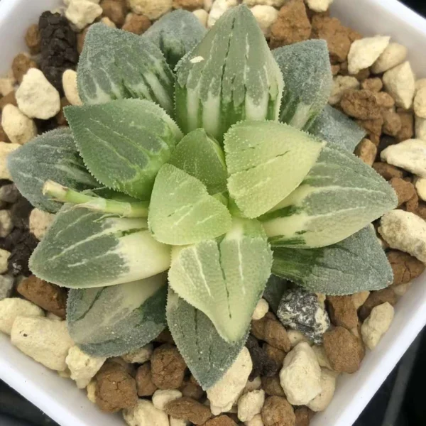 RareSucculent Plant Haworthia pygmaea var. pygmaea Variegated WYSIWYG 5CM