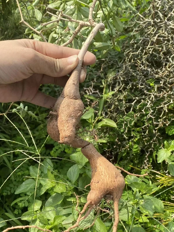 RarePlant SucculentCyphostemma laza OwnRoot WYSIWYG Caudex Boutique 2#