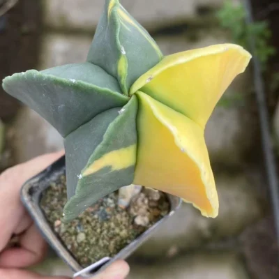 Astrophytum myriostygma variegated Seedgrown WYSIWYG T54